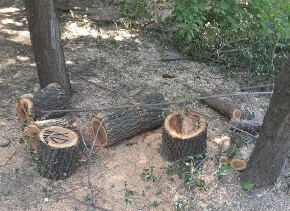 В ростовском парке «Дружба» зафиксирована незаконная вырубка деревьев в июле
