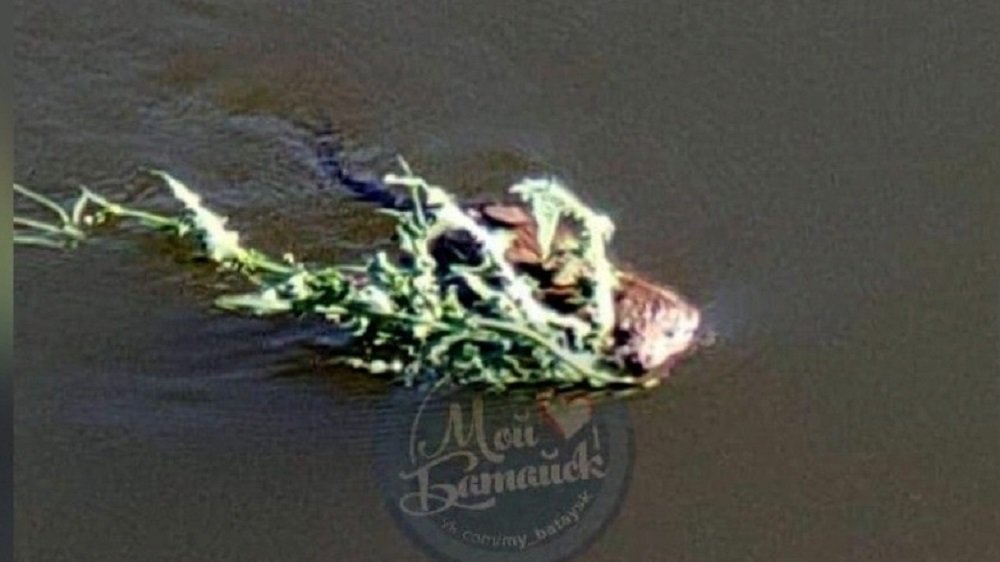 Выдрой, запутавшейся в траве, оказался сбежавший крокодил в Батайске