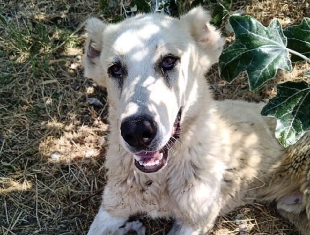 Собаку с больными лапами хозяева бросили умирать на окраине Батайска