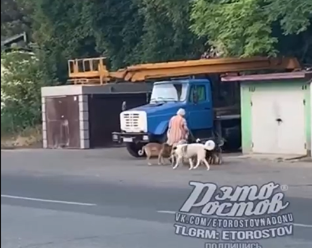 Жители Темерника в Ростове пожаловались на стаю собак, которая терроризирует весь район и запугивает людей