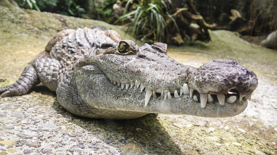 История со сбежавшим в Батайске крокодилом продолжает всех держать в напряжении жителей Ростовской области