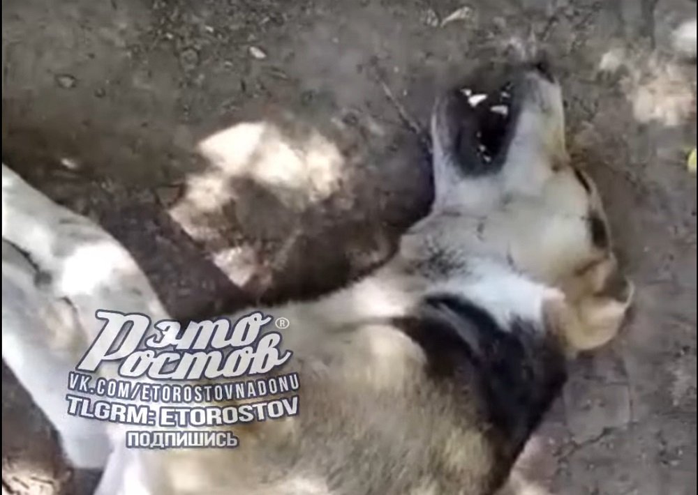 Неизвестные расстреляли дротиками с ядом чипированных собак в Ростове-на-Дону