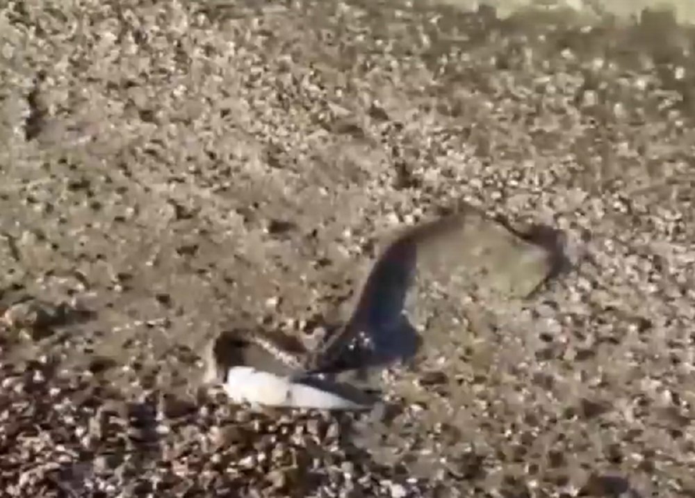 В Ростовской области нашли пляж, кишащий змеями