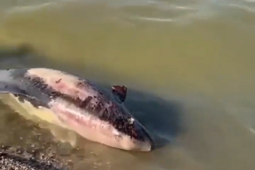 Гибель дельфина в Таганрогском заливе жители назвали апокалипсисом
