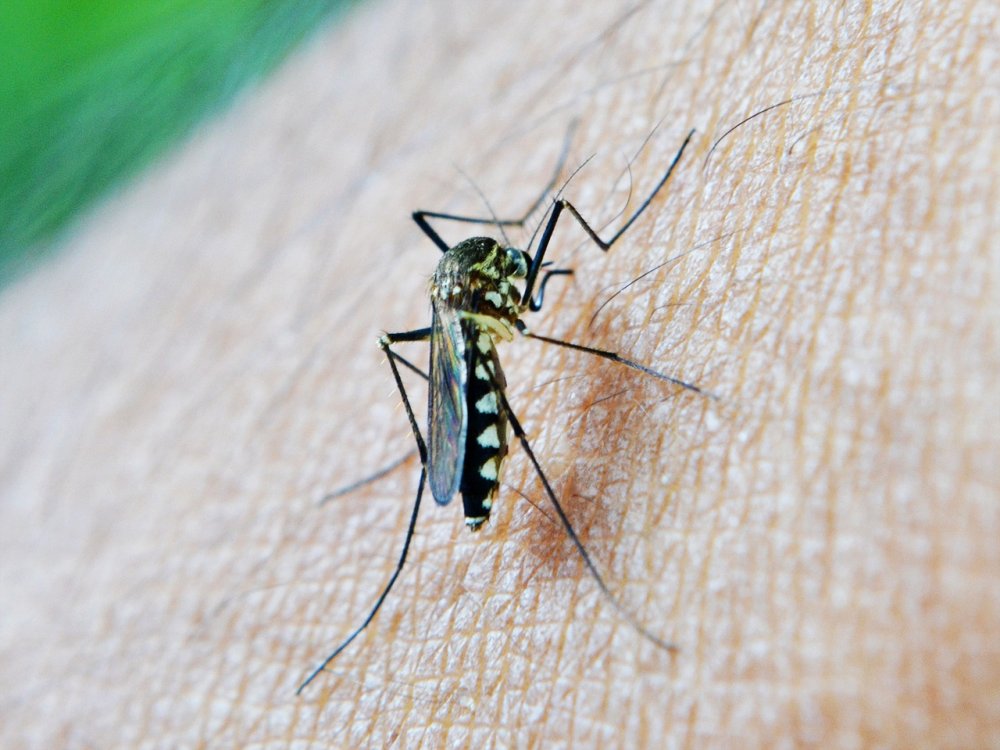 Жителей Таганрога снова атаковали полчища зеленых комаров в июле