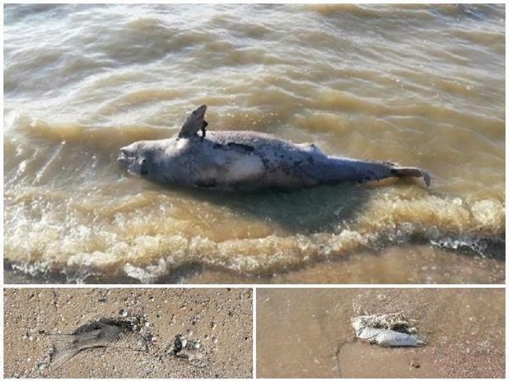 Таганрогский залив в Ростовской области завалило мертвыми дельфинами и рыбой в начале августа