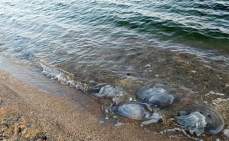 Побережье Таганрогского залива в Ростовской области покрылось огромными медузами
