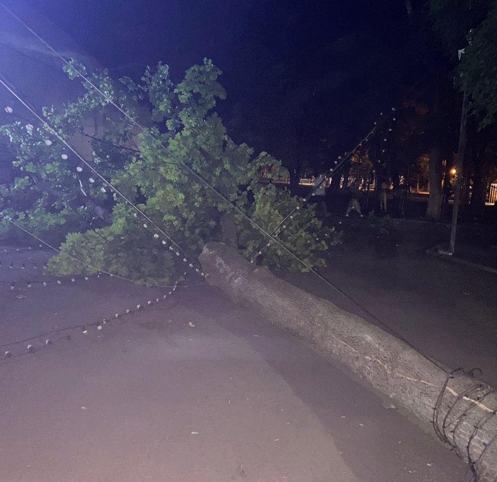 Большое дерево упало в ростовском парке Революции вечером 7 августа
