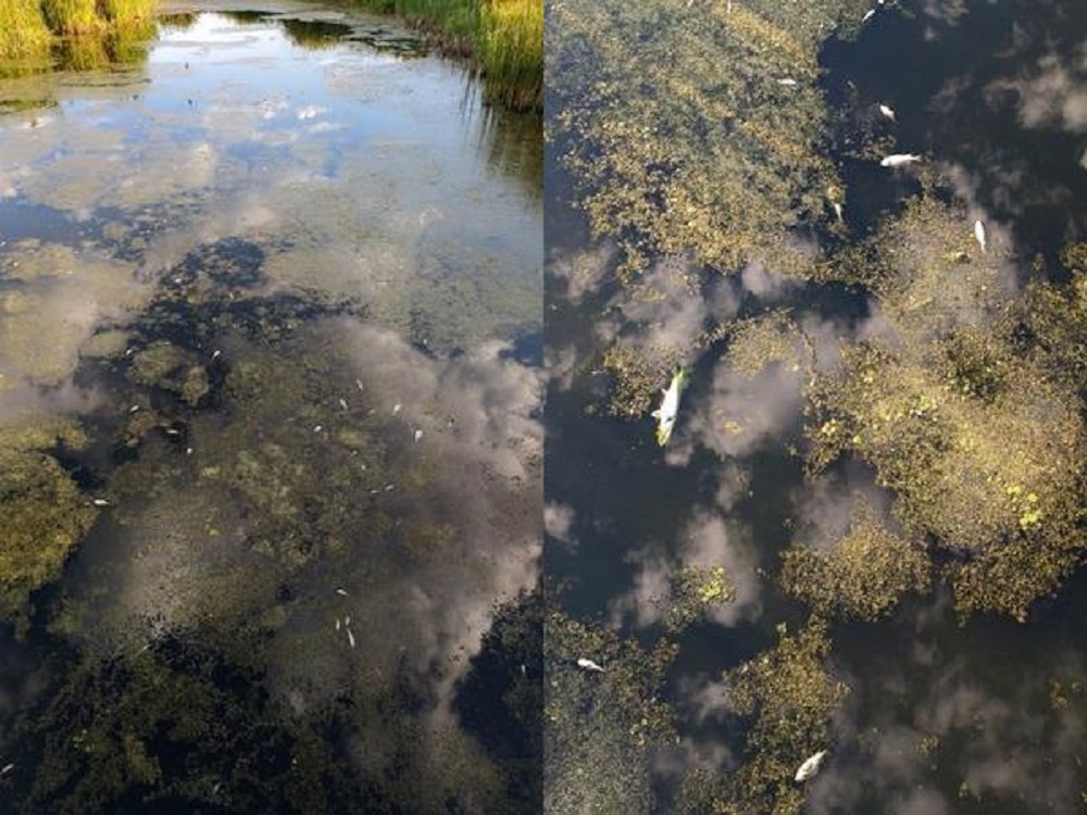 В реке в Ростовской области массово погибла рыба в августе