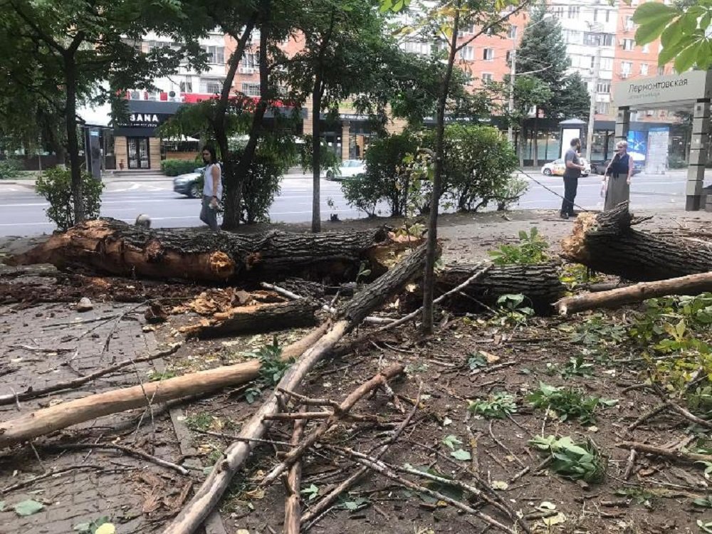 В Ростове на Ворошиловском из-за ветра рухнуло огромное дерево утром 12 августа