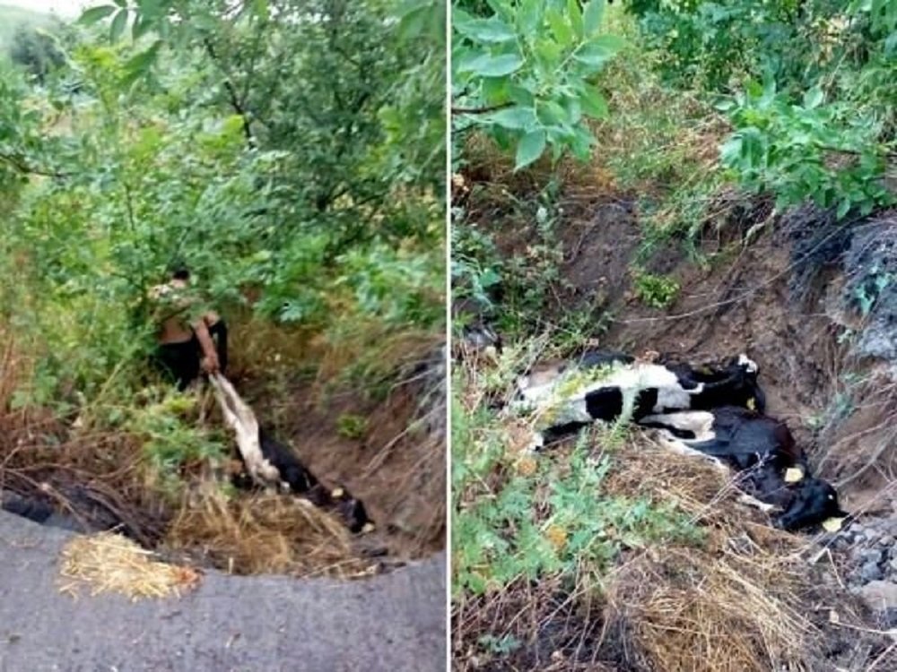 Мертвыми и умирающими коровами закидал ручей фермер в Ростовской области