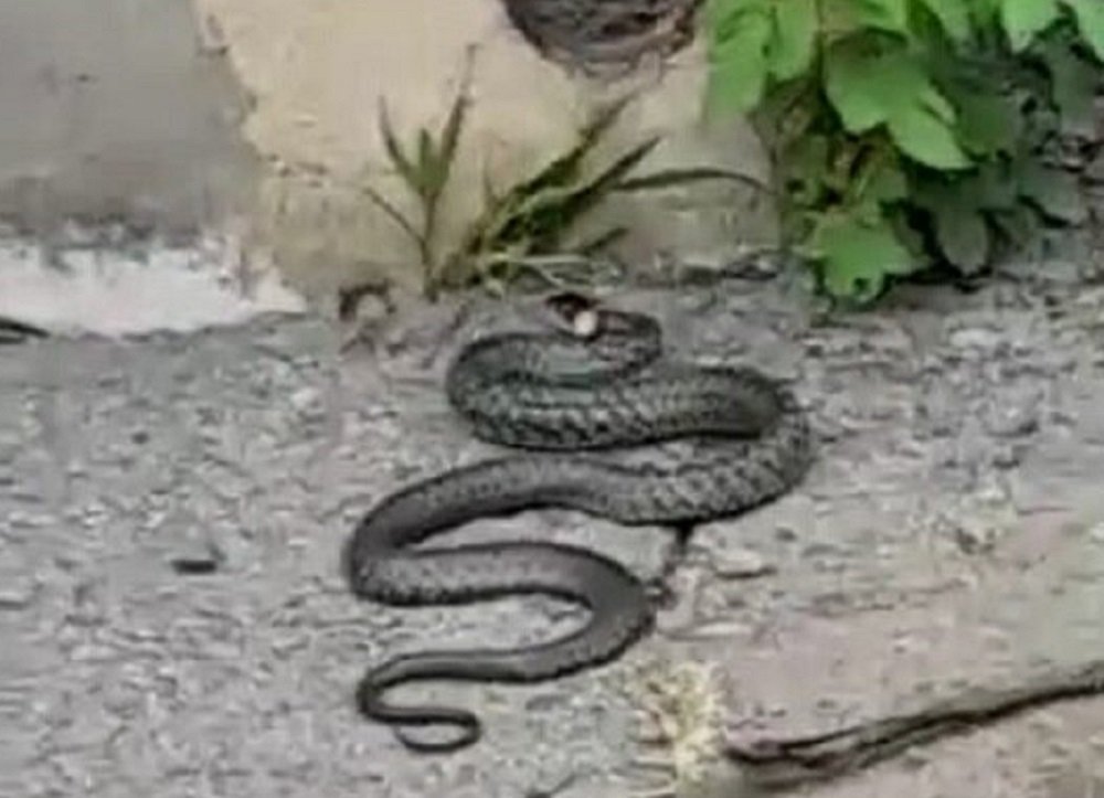 В Батайске во дворе многоэтажки нашли крупную змею
