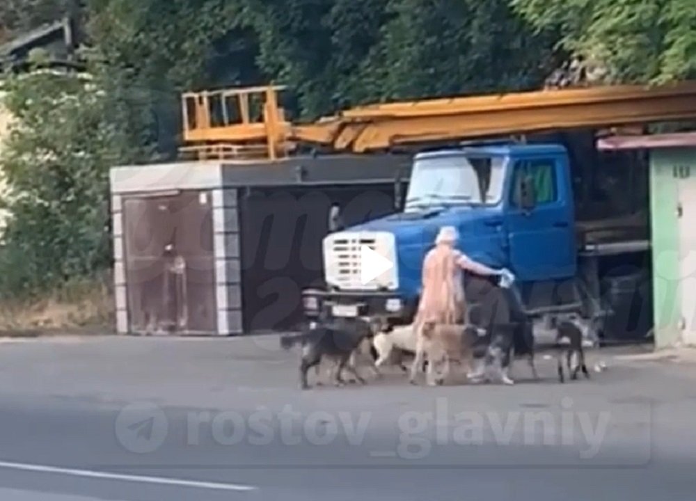 Жителей в Ростове-на-Дону угрожает загрызть стая собак на Думенко