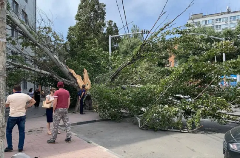В Ростове ураганный ветер повалил десятки деревьев