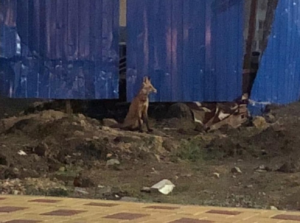 В Суворовском Ростова заметили гуляющую лисицу