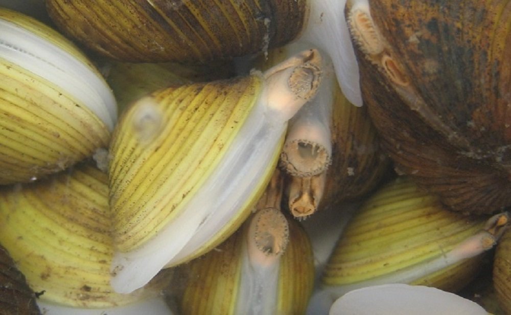 В Ростовской области в реке Маныч нашли опасных моллюсков, способных плодить клонов в августе