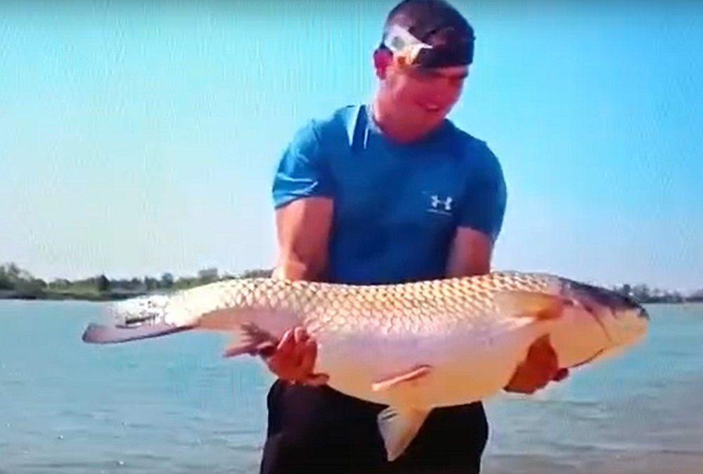 Ростовчан шокировало огромная рыба, выловленная пол Старочеркасском