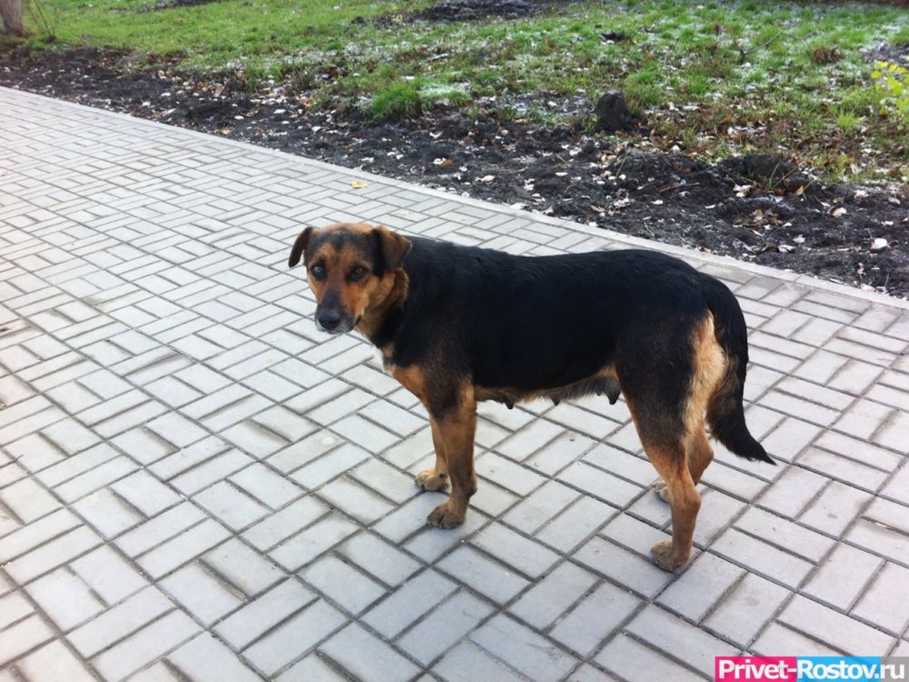 На Пушкинской в Ростове-на-Дону собаку убило током на газоне 7 августа