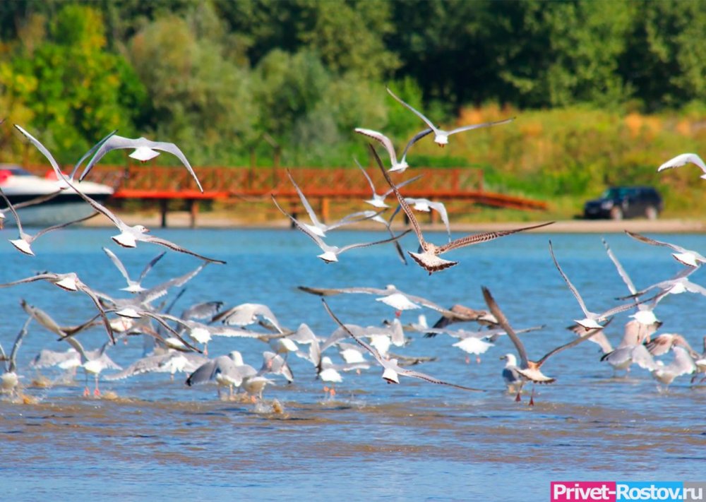 Холероподобный вибрион обнаружил в реке Дон в Ростовской области Роспотребнадзор