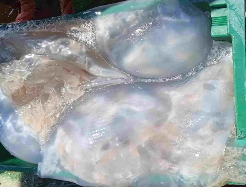 В Азовском море нашли огромных медуз весом более 10 килограммов в 2022 году
