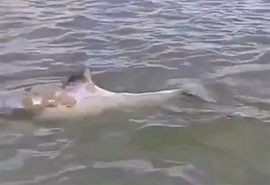 Стало известно почему по реке Дон в Ростовской области начали плавать дельфины в 2022 году