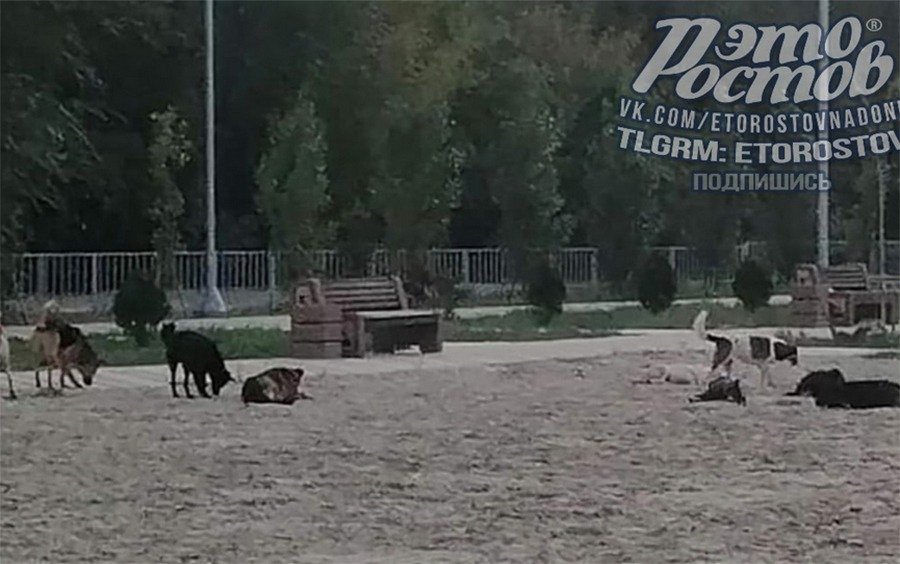 В Ростове свора бродячих собак на Зеленом острове едва не загрызла компанию мужчин