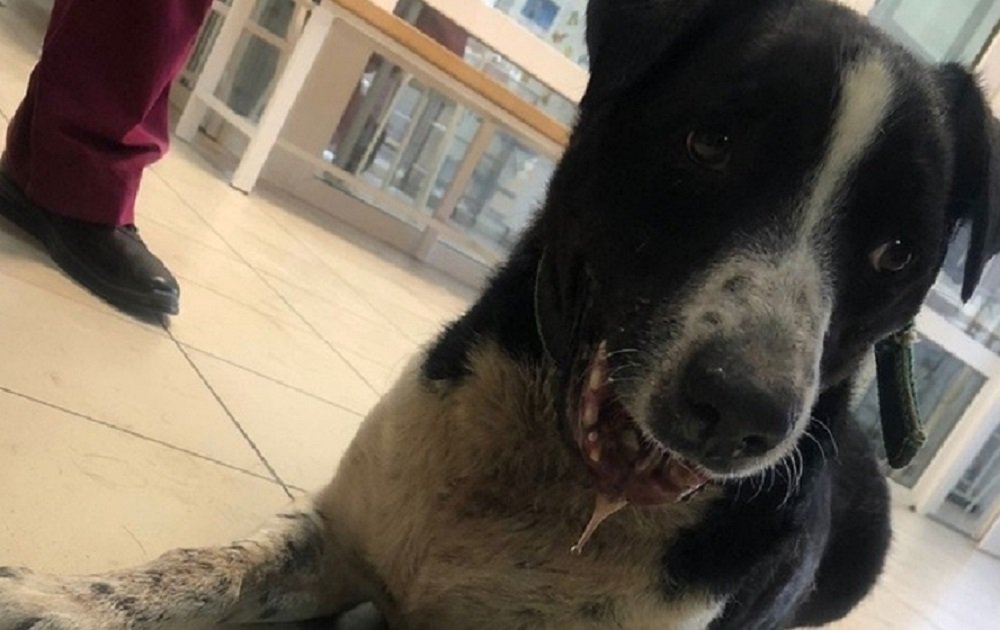 Жители Таганрога за день собрали 45 тысяч рублей на операцию для бездомной собаки с простреленной челестью