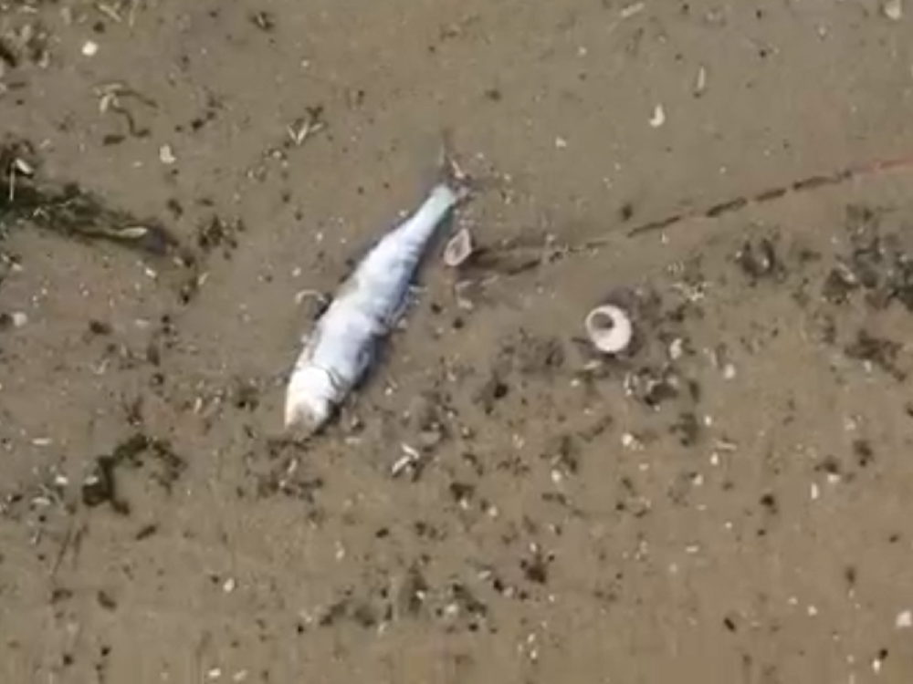 Рыба массово погибла в реке Дон в части Ростовской области