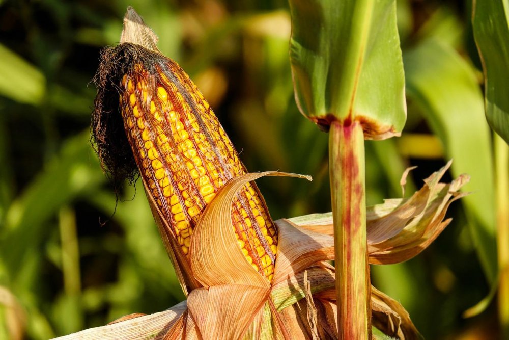 Урожай кукурузы едва не погиб в Ростовской области из-за запретов на полеты