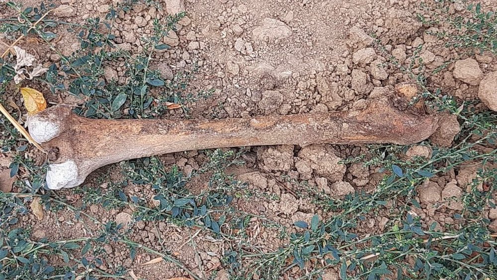 Во время рытья котлована для храма в Ростове в парке Собино нашли человеческие кости в сентябре