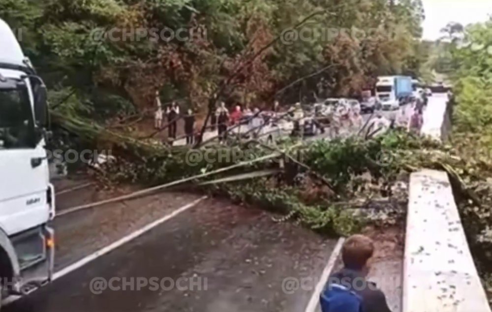 Упавшее дерево парализовало движение транспорта на федеральной дороге в Сочи 14 сентября