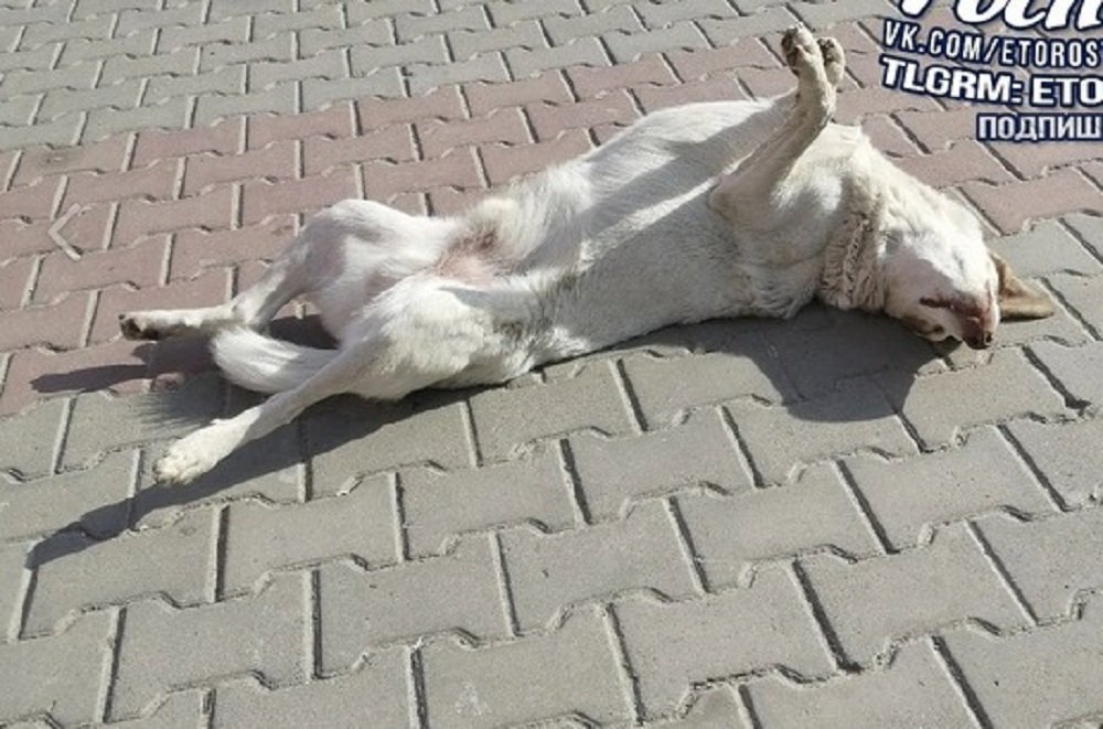 Ростовчане 9 октября умилились отдыхающей под солнцем на тротуаре бездомной собаке