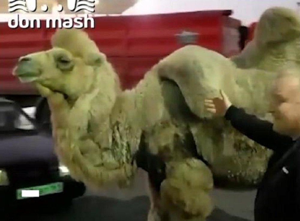 В Батайске снова заметили экзотическое животное
