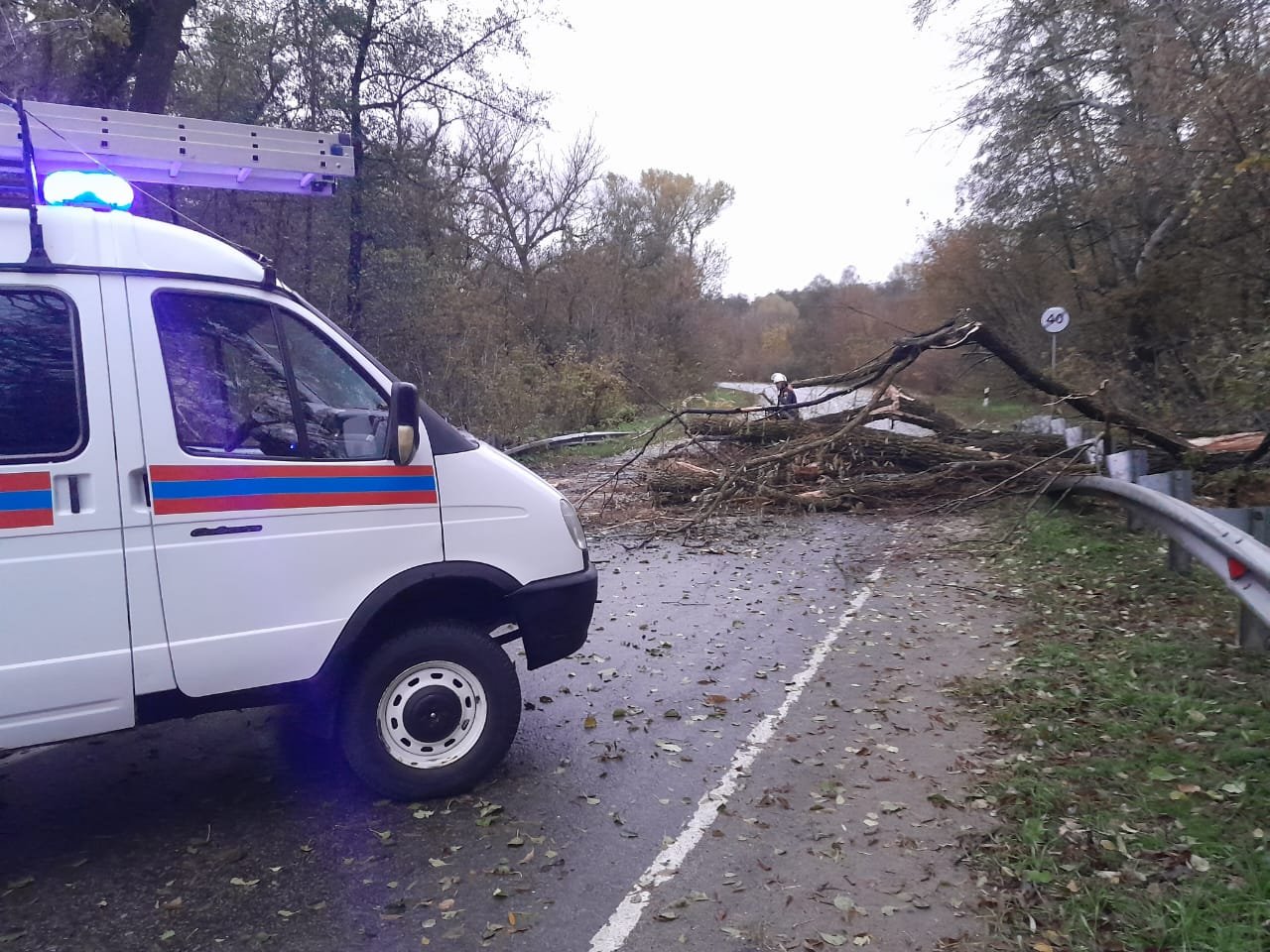 В Ростовской области упавшее дерево парализовало движение на трассе днем 21  октября