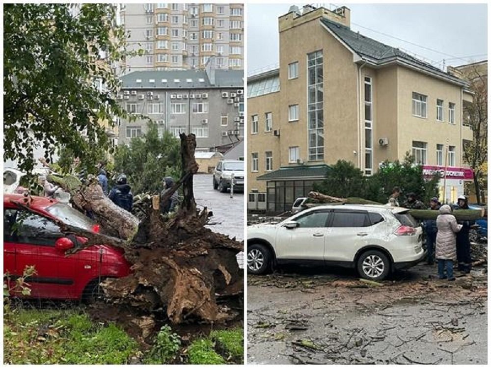В Ростове ветер вырвал с корнем акацию и уронил на припаркованные автомобили