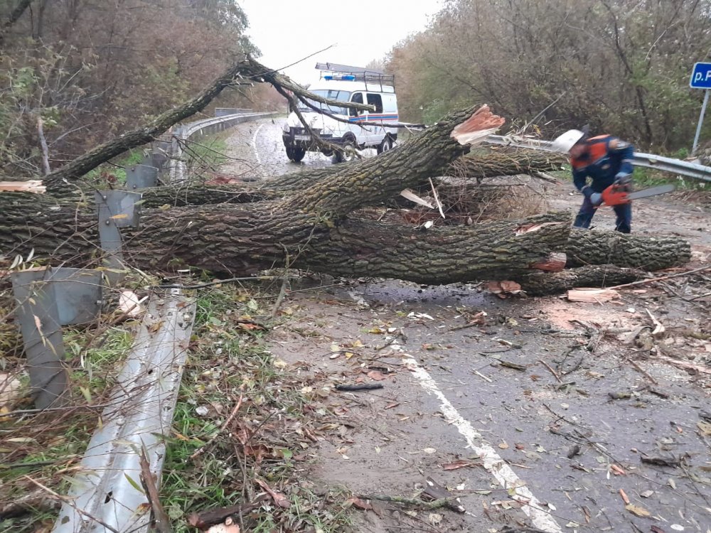 В Ростовской области упавшее дерево парализовало движение на трассе днем 21 октября