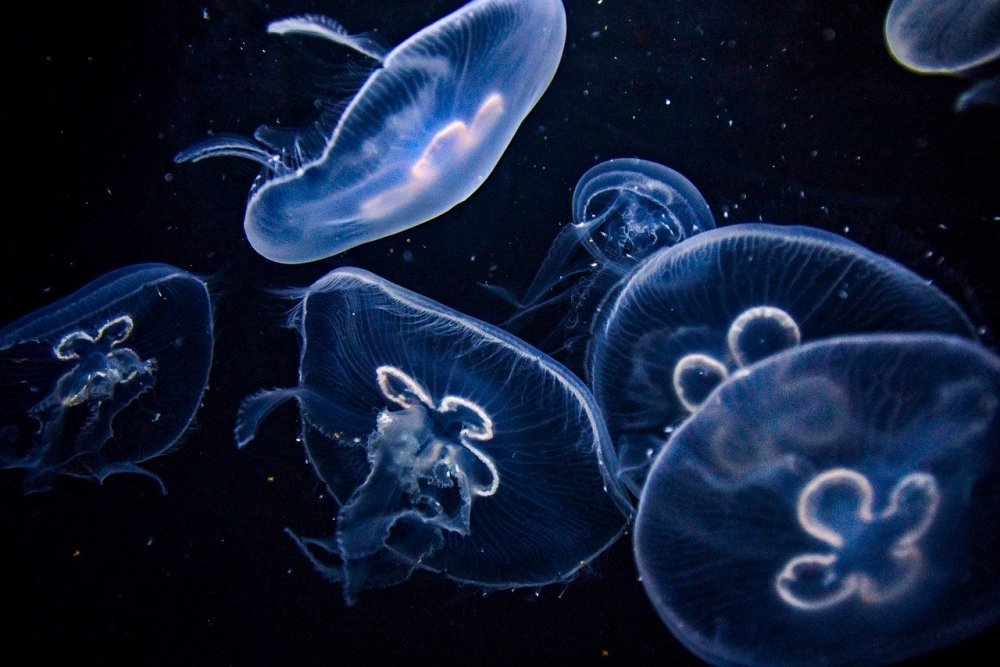 Ученые из Ростовской области обнаружили в Азовском море большое число медуз в 2022 году