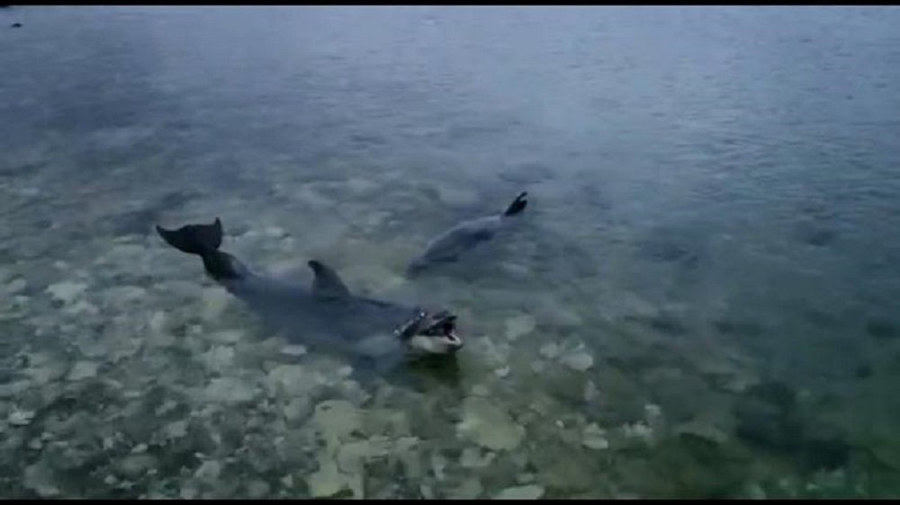 "Дикое ЧП в Севастополе": из дельфинария в море выбросили умирать четырех дельфинов