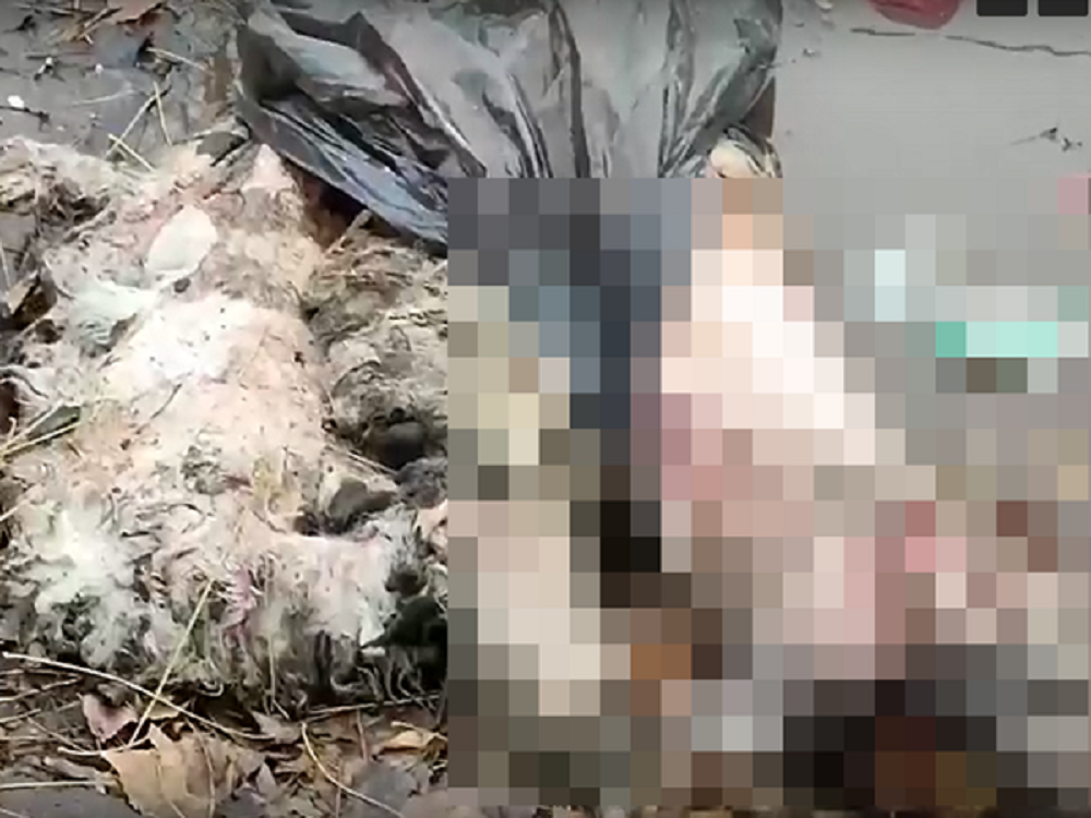 Неизвестные выбросили в центре Каменска-Шахтинского разлагающийся труп овцы