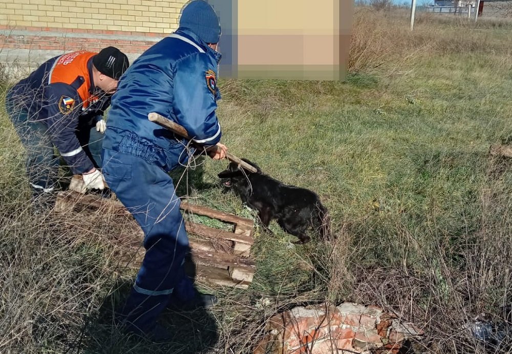 Провалившуюся в колодец собаку чудом спасли в Ростовской области днем 23 ноября
