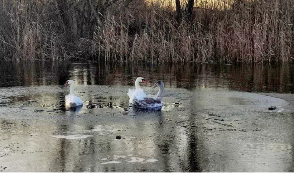 Вмерзших в лед лебедей спасли в Ростовской области утром 29 ноября