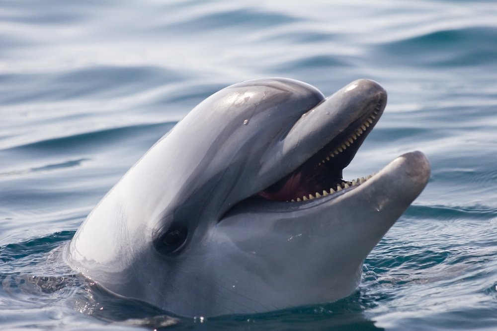 Жители Ростовской области на берегу Таганрогского залива нашли труп дельфина