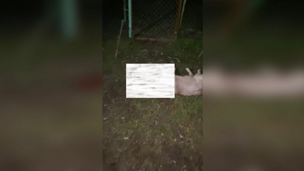 В Мясниковском районе живодер жестоко убивает собак