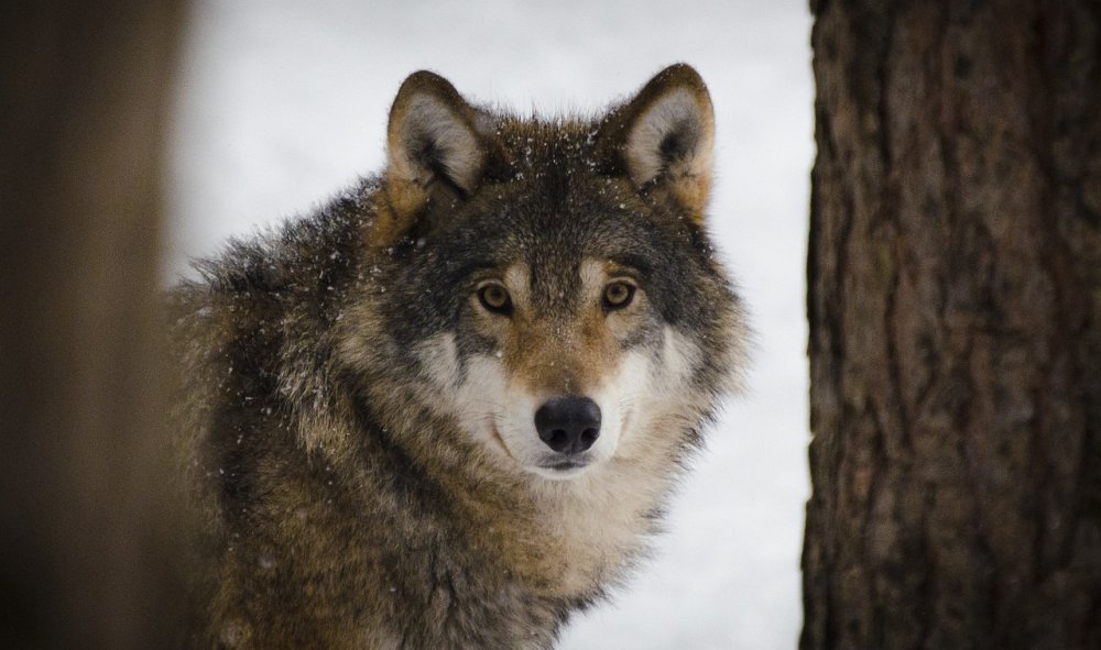 В Ростовской области заметили крупную стаю из восьми волков днем 15 ноября