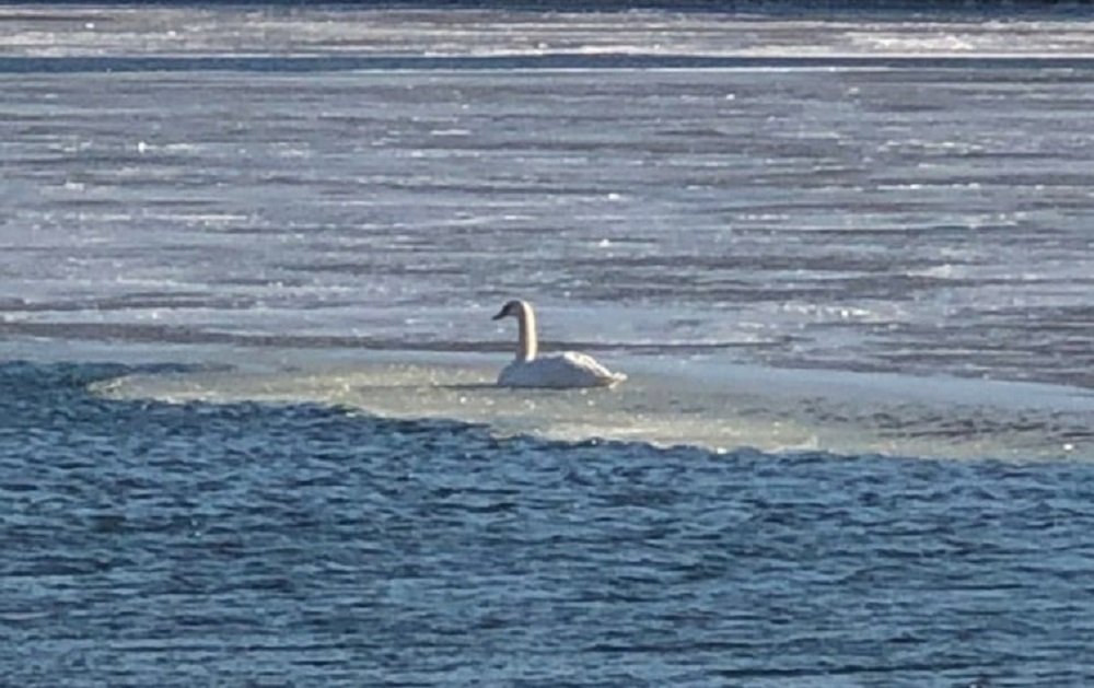Ростовчане не могут спасти застрявшего во льду лебедя вечером 4 декабря