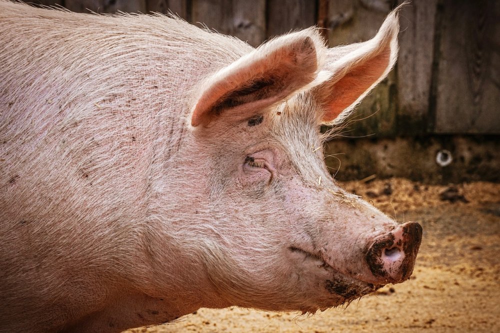 Россельхознадзор задержал краснодарских свиней-нелегалов в Ростовской области