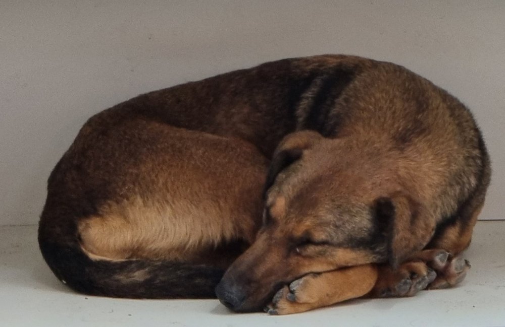 В Ростовской области две преданные собаки сутки согревали хозяина, обездвиженного инсультом