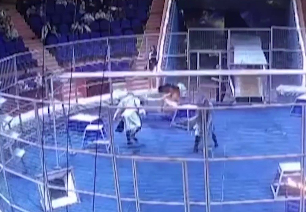 В сочинском цирке лев напал на дрессировщика Алексея Макаренко во время представления 4 января