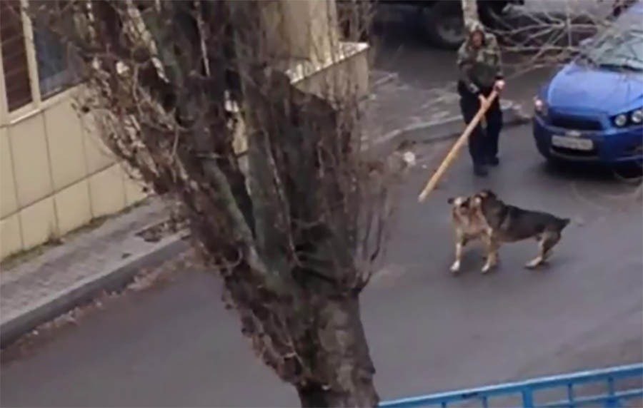 В Ростове горожане вынуждены отбиваться палками от бродячих собак