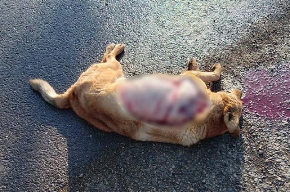 «Разрывы органов и снята шкура»: в Краснодаре живодеры зверски убили бездомную собаку